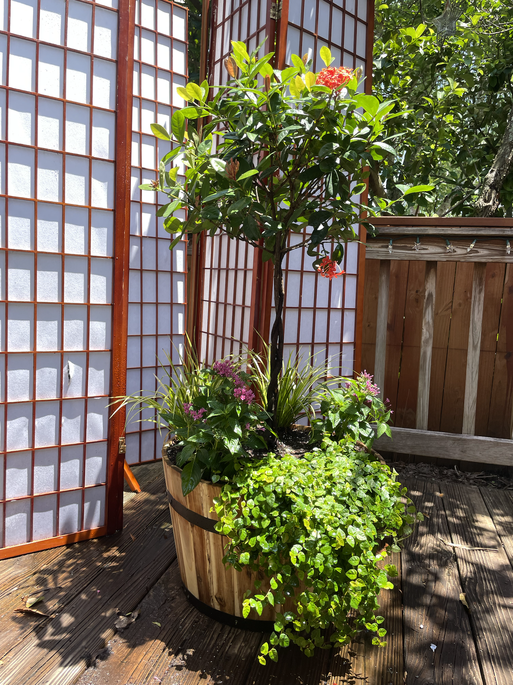 Tropical container planting with flowering underplanting