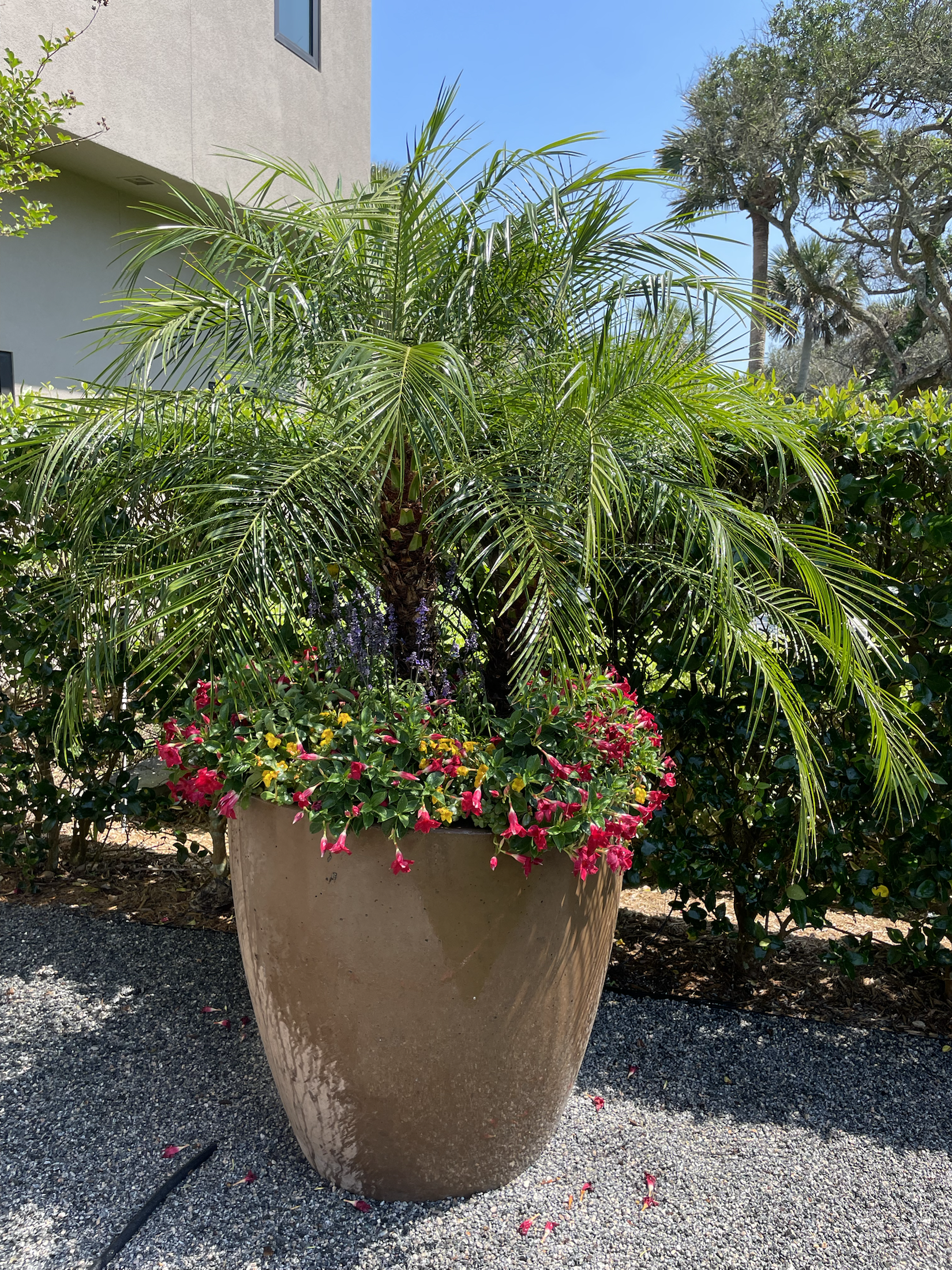 Palm planter installation