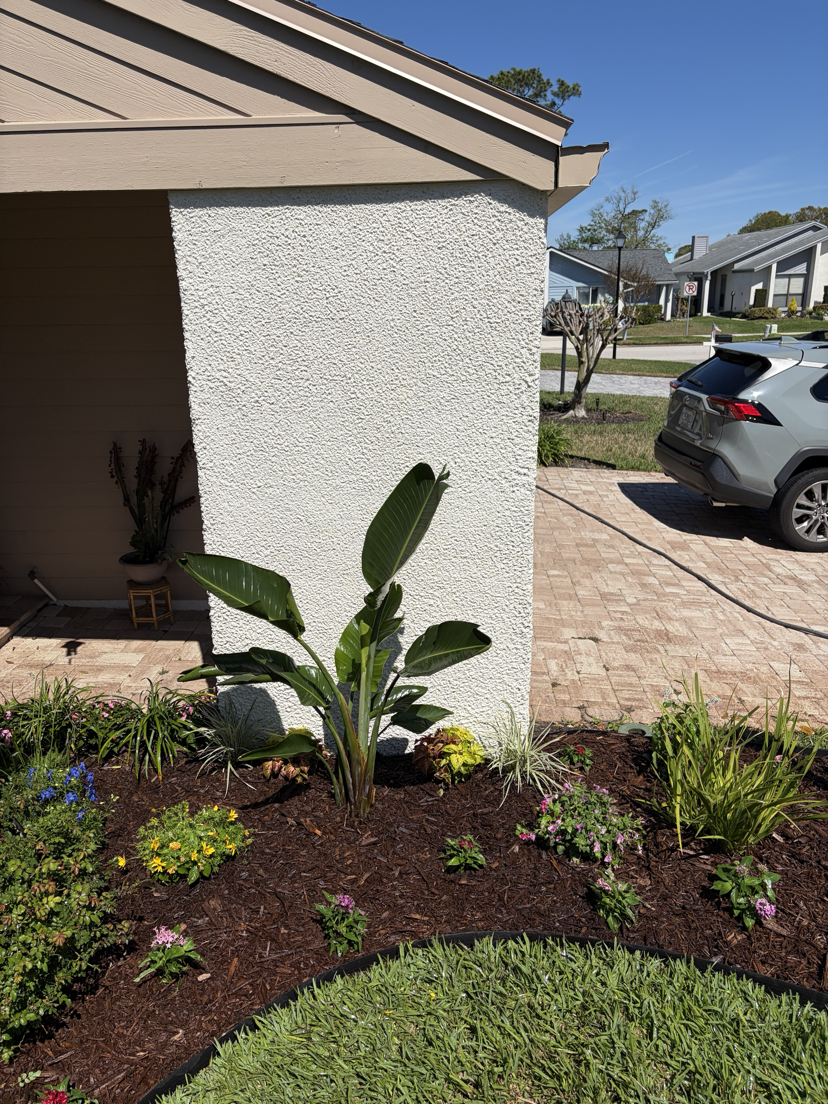 Freshly planted front bed with specimen bird of paradise