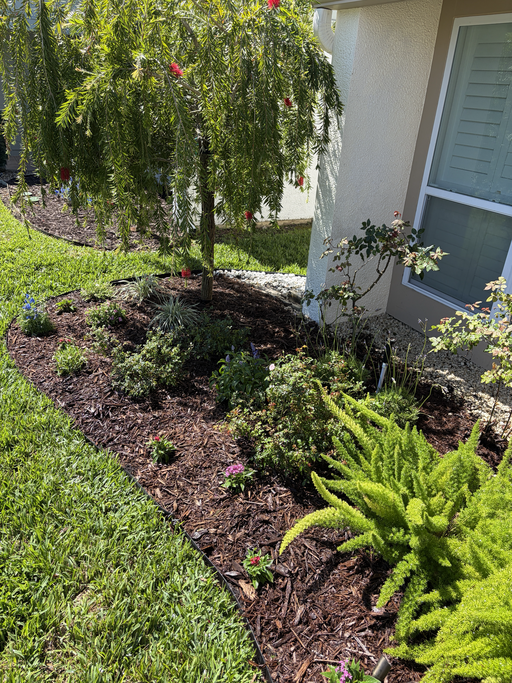 Fresh mulch bed beneath a flowering specimen tree